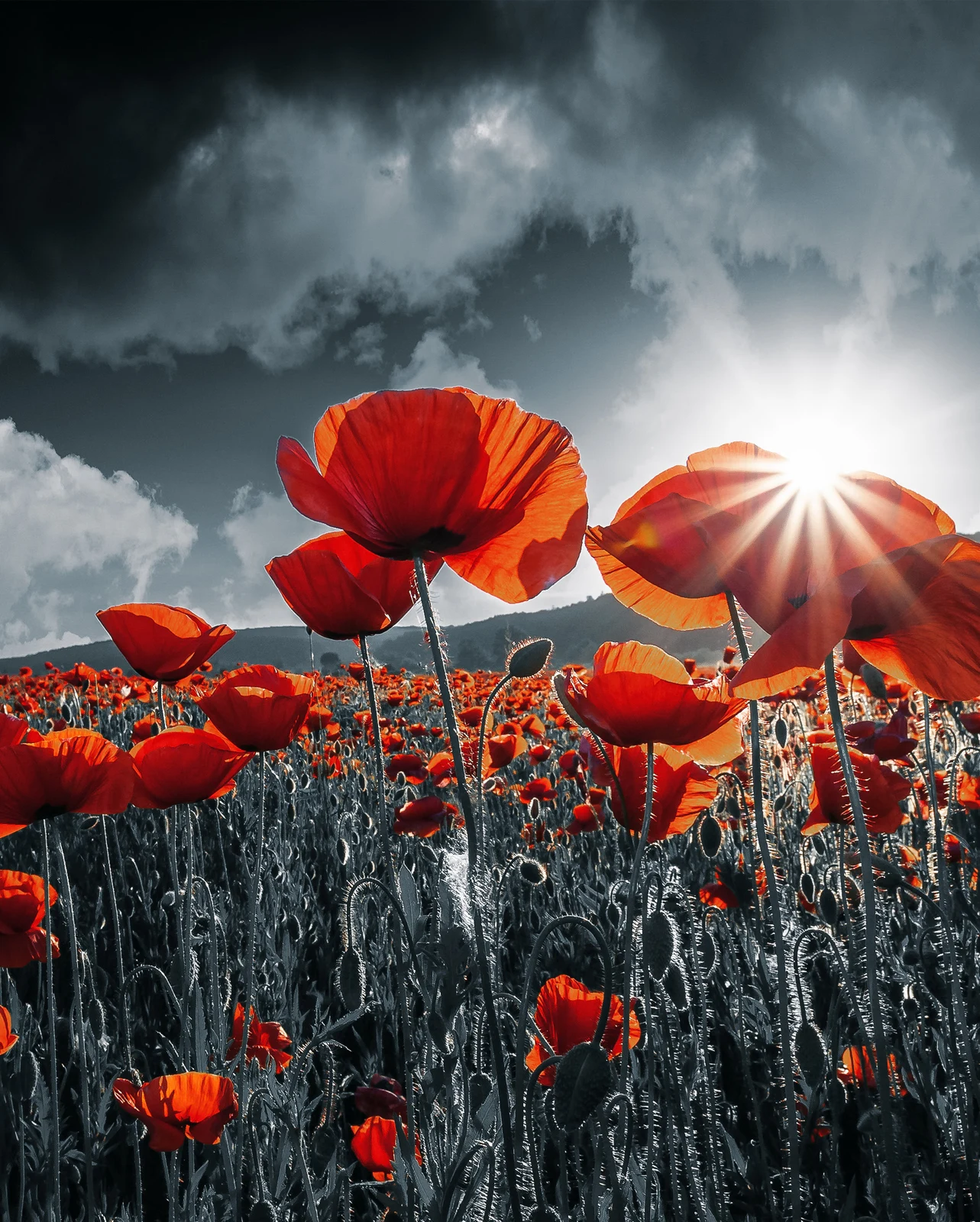 Red poppies beneath an autumn sky, from the 2025 service artwork